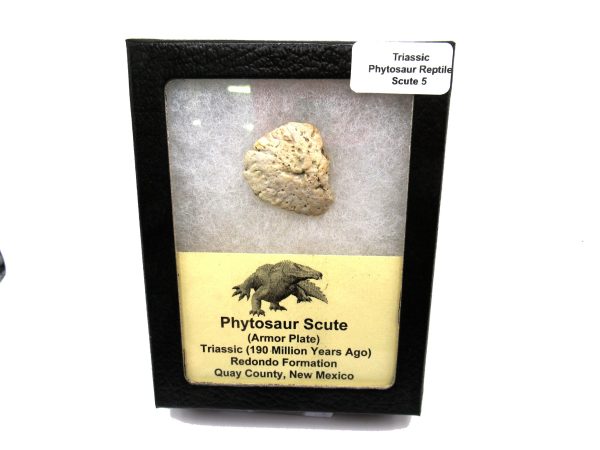 Genuine Triassic Age Phytosaur Reptile Scute From New Mexico for Sale #5