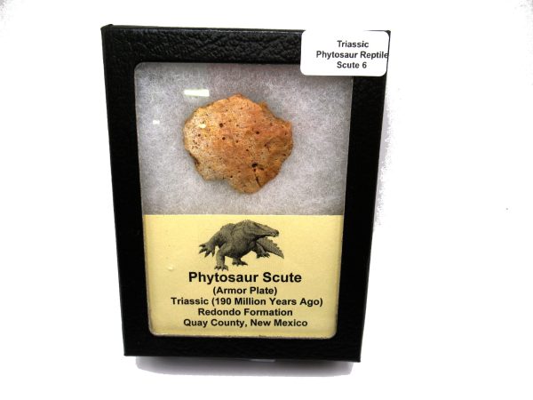 Genuine Triassic Age Phytosaur Reptile Scute From New Mexico for Sale #6