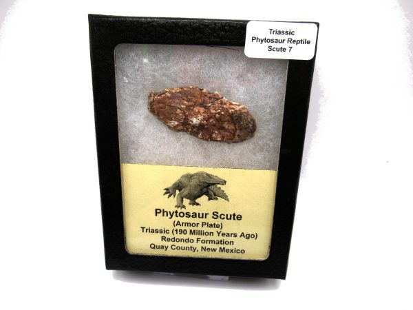 Genuine Triassic Age Phytosaur Reptile Scute From New Mexico for Sale #7