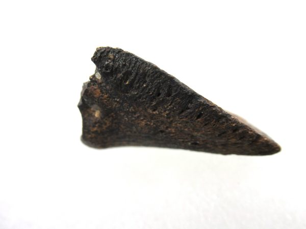 Genuine Miocene Age Anchippus 3-Toed Horse from Florida for Sale #2d