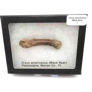 Genuine Pleistocene Age Ursus Black Bear Bone from Florida for Sale #1