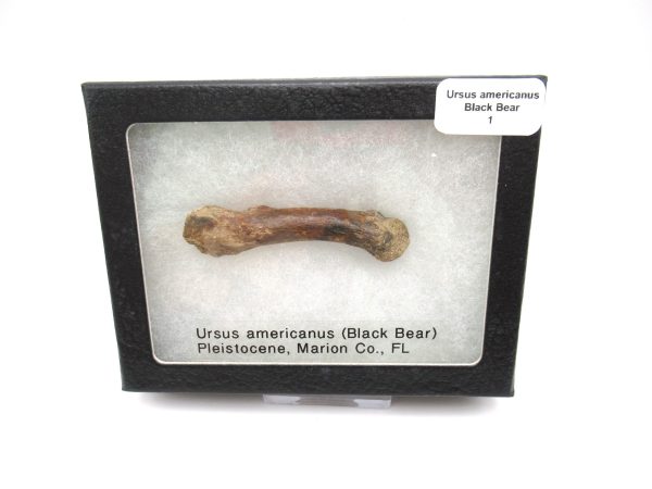 Genuine Pleistocene Age Ursus Black Bear Bone from Florida for Sale #1