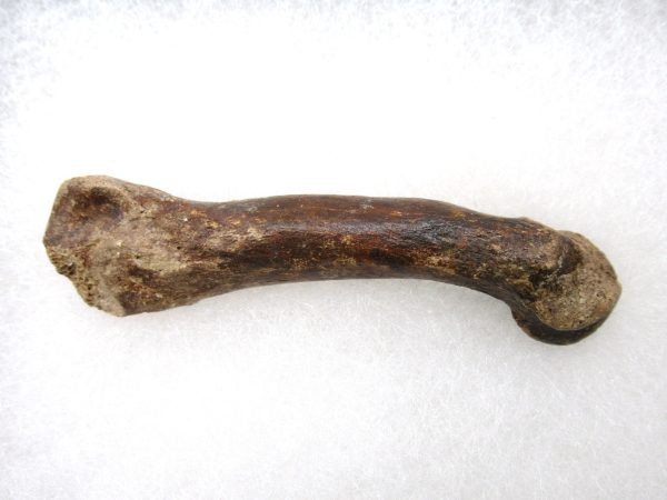 Genuine Pleistocene Age Ursus Black Bear Bone from Florida for Sale #1a