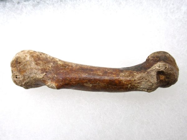 Genuine Pleistocene Age Ursus Black Bear Bone from Florida for Sale #1b