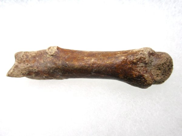 Genuine Pleistocene Age Ursus Black Bear Bone from Florida for Sale #1c