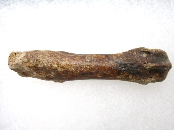 Genuine Pleistocene Age Ursus Black Bear Bone from Florida for Sale #1d