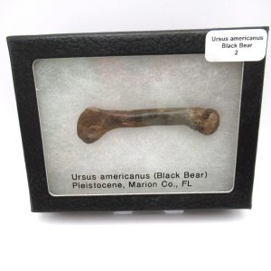 Genuine Pleistocene Age Ursus Black Bear Bone from Florida for Sale #2