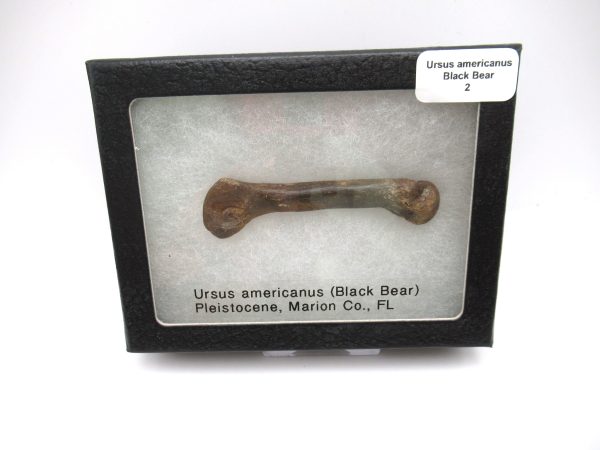 Genuine Pleistocene Age Ursus Black Bear Bone from Florida for Sale #2