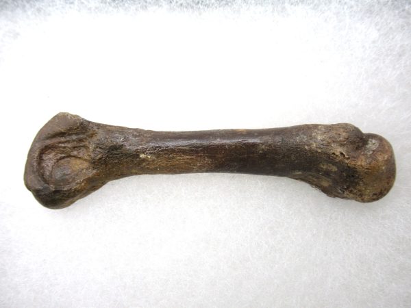 Genuine Pleistocene Age Ursus Black Bear Bone from Florida for Sale #2a