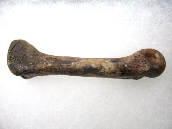 Genuine Pleistocene Age Ursus Black Bear Bone from Florida for Sale #2b