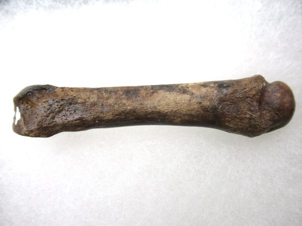 Genuine Pleistocene Age Ursus Black Bear Bone from Florida for Sale #2c