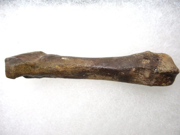 Genuine Pleistocene Age Ursus Black Bear Bone from Florida for Sale #2d