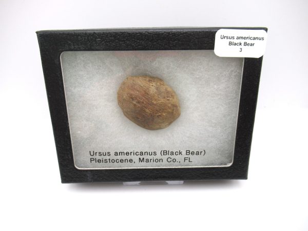 Genuine Pleistocene Age Ursus Black Bear Bone from Florida for Sale #3