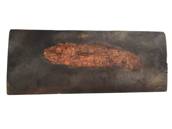 Genuine Eocene Age Messel Prepared Fish from Germany for Sale #5