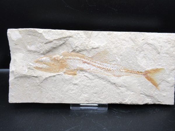 Genuine Cretaceous Age Europholis Fish Fossil for Sale #1