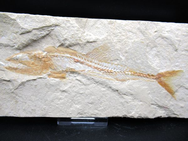 Genuine Cretaceous Age Europholis Fish Fossil for Sale #1a