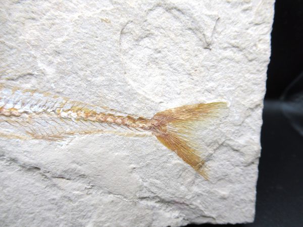 Genuine Cretaceous Age Europholis Fish Fossil for Sale #1d