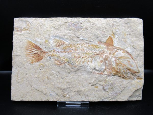 Genunie Cretaceous Age Cocoddus Insignis Fish Fossil for Sale #1