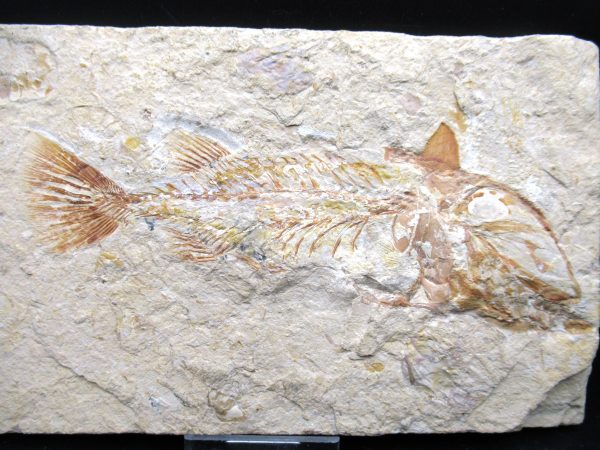 Genunie Cretaceous Age Cocoddus Insignis Fish Fossil for Sale #1a