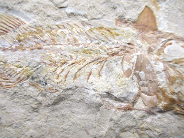 Genunie Cretaceous Age Cocoddus Insignis Fish Fossil for Sale #1d