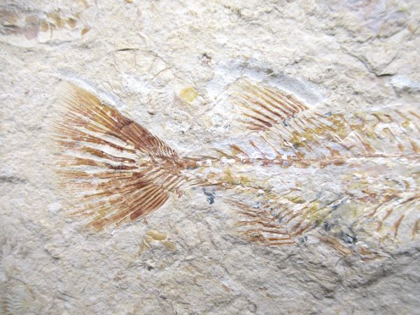 Genunie Cretaceous Age Cocoddus Insignis Fish Fossil for Sale #1e