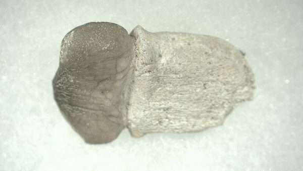 Genuine Cretaceous Age Carinodens Mosaurus Tooth Fossil for Sale from Morocco #1a