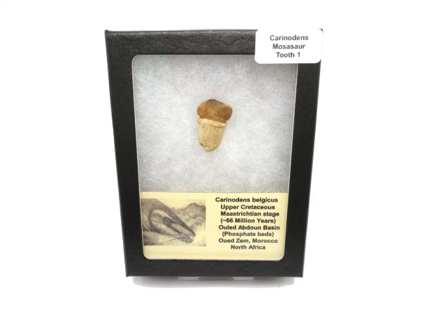 Genuine Cretaceous Age Carinodens Mosaurus Tooth Fossil for Sale from Morocco #1e