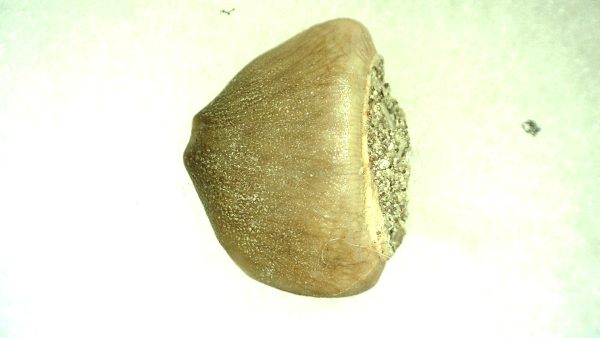 Genuine Cretaceous Age Carinodens Mosaurus Tooth Fossil for Sale from Morocco #2a