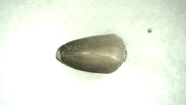 Genuine Cretaceous Age Carinodens Mosaurus Tooth Fossil for Sale from Morocco #2b