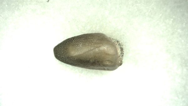 Genuine Cretaceous Age Carinodens Mosaurus Tooth Fossil for Sale from Morocco #2c