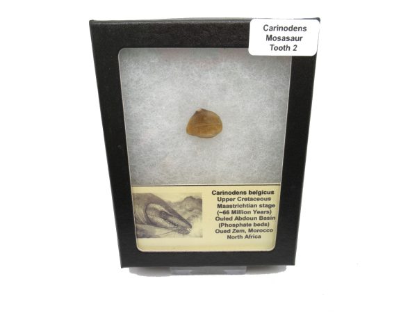 Genuine Cretaceous Age Carinodens Mosaurus Tooth Fossil for Sale from Morocco #2e