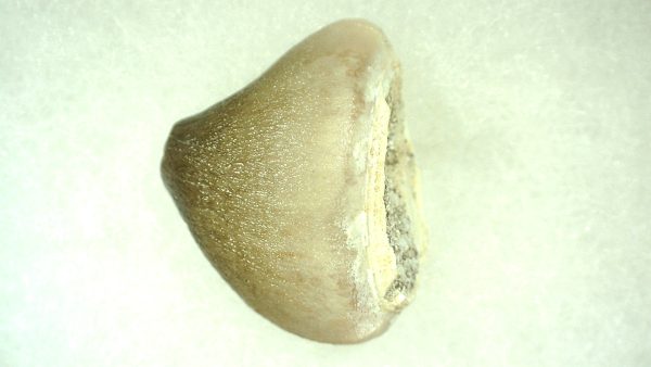 Genuine Cretaceous Age Carinodens Mosaurus Tooth Fossil for Sale from Morocco #4a