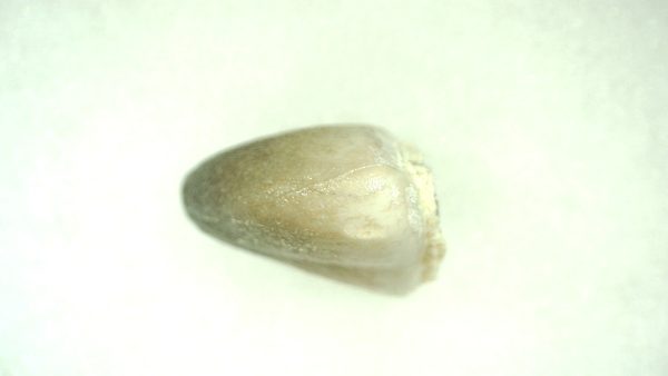 Genuine Cretaceous Age Carinodens Mosaurus Tooth Fossil for Sale from Morocco #4b