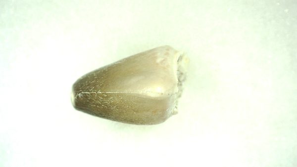 Genuine Cretaceous Age Carinodens Mosaurus Tooth Fossil for Sale from Morocco #4c