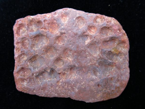 Genuine Cretaceous Age Fossil Alligator Scute for Sale from Morocco #27