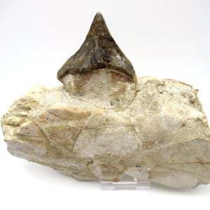 Genuine Eocene Age Pappocetus Walking Whale Jaw from Morocco for Sale #1