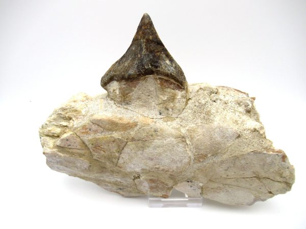 Genuine Eocene Age Pappocetus Walking Whale Jaw from Morocco for Sale #1