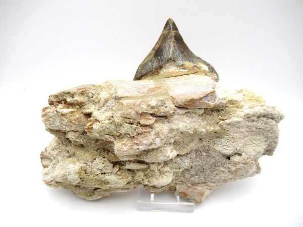 Genuine Eocene Age Pappocetus Walking Whale Jaw from Morocco for Sale #1