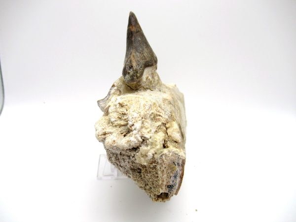 Genuine Eocene Age Pappocetus Walking Whale Jaw from Morocco for Sale #1b