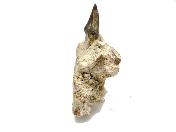 Genuine Eocene Age Pappocetus Walking Whale Jaw from Morocco for Sale #1