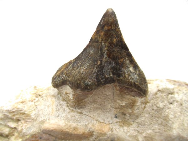 Genuine Eocene Age Pappocetus Walking Whale Jaw from Morocco for Sale #1d