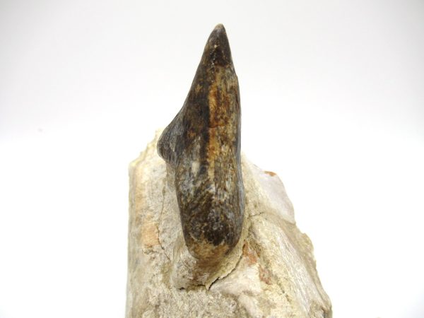 Genuine Eocene Age Pappocetus Walking Whale Jaw from Morocco for Sale #1e