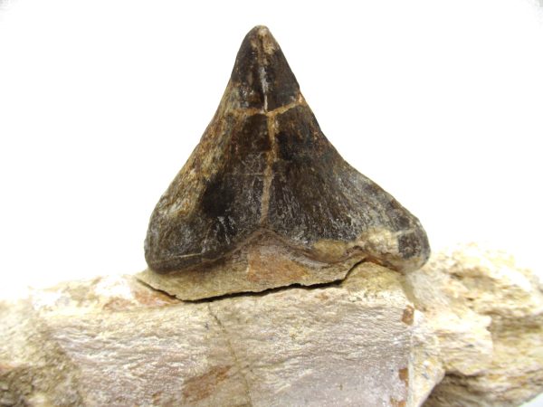 Genuine Eocene Age Pappocetus Walking Whale Jaw from Morocco for Sale #1f