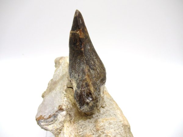 Genuine Eocene Age Pappocetus Walking Whale Jaw from Morocco for Sale #1g