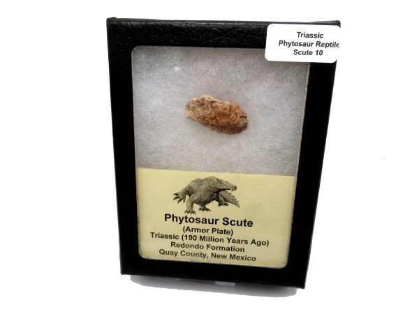 Genuine Triassic Age Phytosaur Reptile Scute From New Mexico for Sale #10