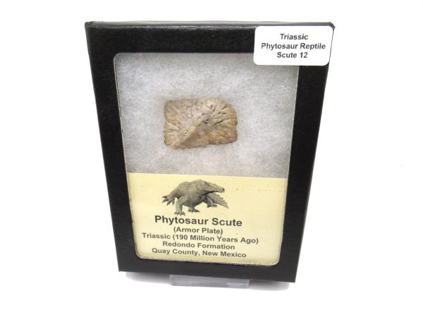 Genuine Triassic Age Phytosaur Reptile Scute From New Mexico for Sale #12