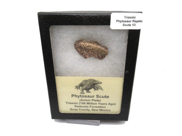 Genuine Triassic Age Phytosaur Reptile Scute From New Mexico for Sale #13