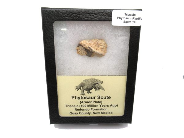 Genuine Triassic Age Phytosaur Reptile Scute From New Mexico for Sale #14