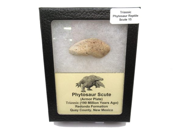 Genuine Triassic Age Phytosaur Reptile Scute From New Mexico for Sale #15