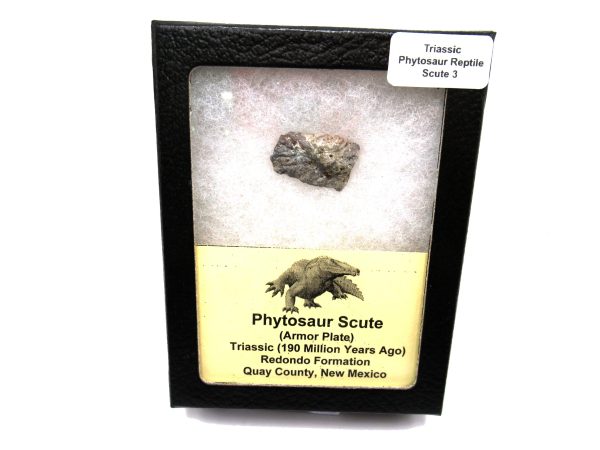 Genuine Triassic Age Phytosaur Reptile Scute From New Mexico for Sale #3